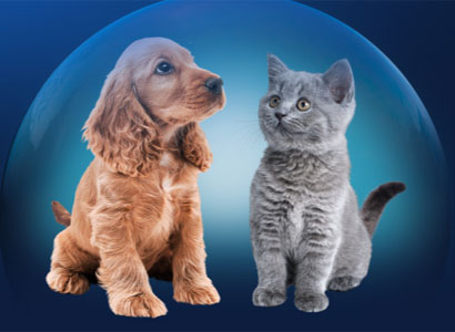 Productos Advance Puppy (800g) y Kitten (400g)